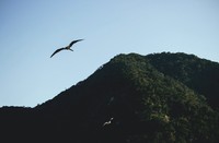 Pulau ular di Brasil