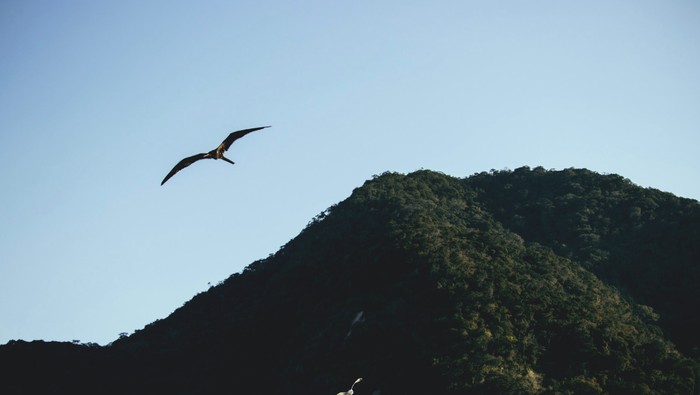 Pulau Ular yang Misterius, Nekat Datang Taruhannya Nyawa!