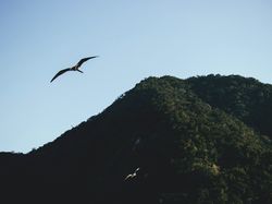 Potret Pulau Ular Misterius, Terlarang Karena Berbahaya