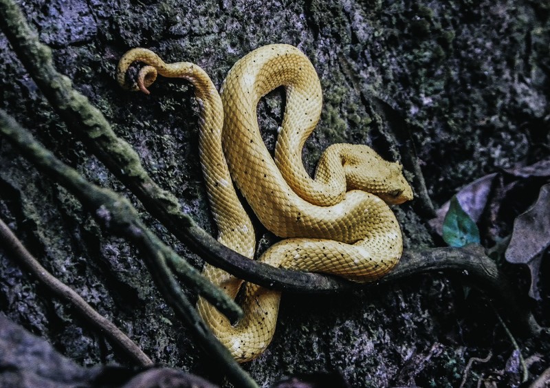 Pulau ular di Brasil