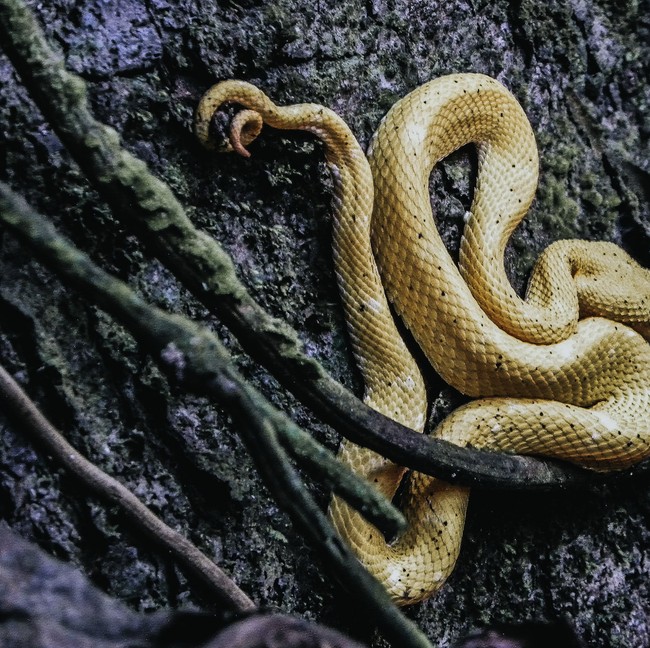 Pulau Ular yang Misterius, Nekat Datang Taruhannya Nyawa!