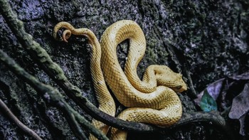 Jenisnya adalah adalah ular berbisa kepala tombak emas atau golden lancehead pit (Bothrops insularis). Saking berbisanya, angkatan laut Brasil menutup pulau itu untuk umum sejak tahun 1920-an. Luasnya 43 hektar, setara sekitar 80 lapangan sepak bola. Hutan hujan menyelimuti lebih dari separuh pulau, sisanya bebatuan tandus dan padang rumput. Foto: Skratch