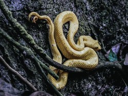 Pulau Ular yang Misterius, Nekat Datang Taruhannya Nyawa!