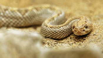 Saking berbisanya, angkatan laut Brasil menutup pulau itu untuk umum sejak tahun 1920-an. Foto: Skratch