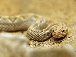 Pulau Ular yang Misterius, Nekat Datang Taruhannya Nyawa!