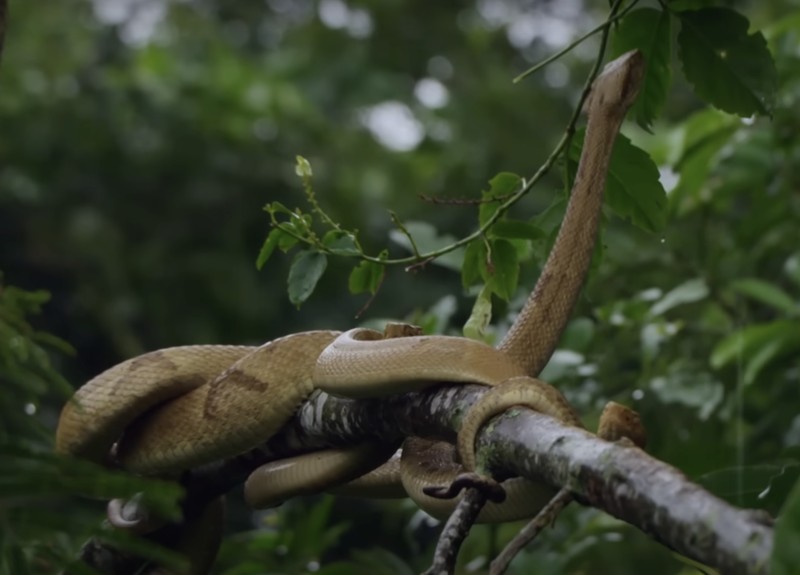Pulau ular di Brasil