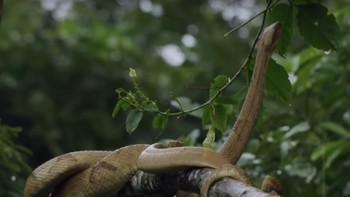 Tak ada mamalia di Pulau Ular, jadi ular di sana tak punya predator alami. Penelitian menunjukkan racun mereka cepat bereaksi, bahkan lima kali lebih kuat dibanding spesies yang berkerabat dekat yang hidup di daratan, kemungkinan besar karena menangkap burung memerlukan pembunuhan yang cepat. Foto: Natgeo