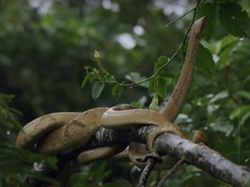 Potret Pulau Ular Misterius, Terlarang Karena Berbahaya