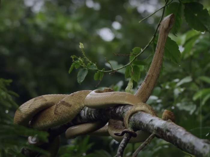 Pulau Ular yang Misterius, Nekat Datang Taruhannya Nyawa!