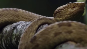 Racunnya juga bekerja cepat pada manusia. Gigitannya menimbulkan gejala mulai dari nyeri lokal dan bengkak hingga mual, pendarahan usus, gagal ginjal, dan kematian jaringan. Foto: Natgeo
