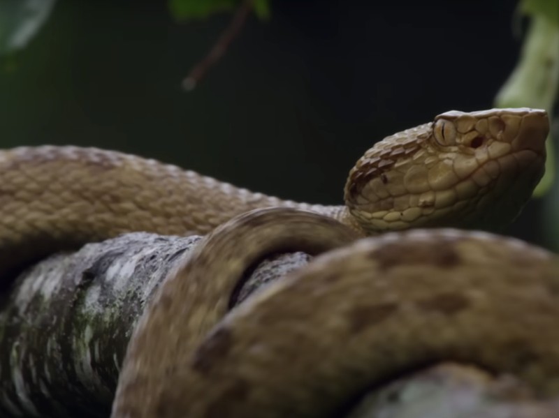 Pulau ular di Brasil