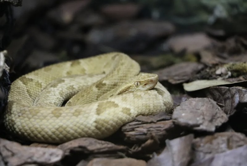 Pulau ular di Brasil