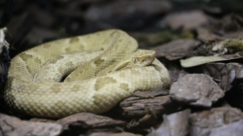 Pulau Ular dulu terhubung daratan, namun naiknya air laut menenggelamkan jembatan darat tersebut sekitar 10.000 tahun lalu. Itu menjebak populasi ular di pulau tersebut dan mereka cepat beradaptasi. Racunnya berevolusi membunuh spesies yang terperangkap bersama mereka, serta burung yang bermigrasi. Foto: Wikimedia