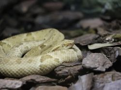 Potret Pulau Ular Misterius, Terlarang Karena Berbahaya