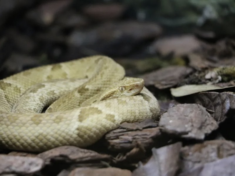 Pulau ular di Brasil