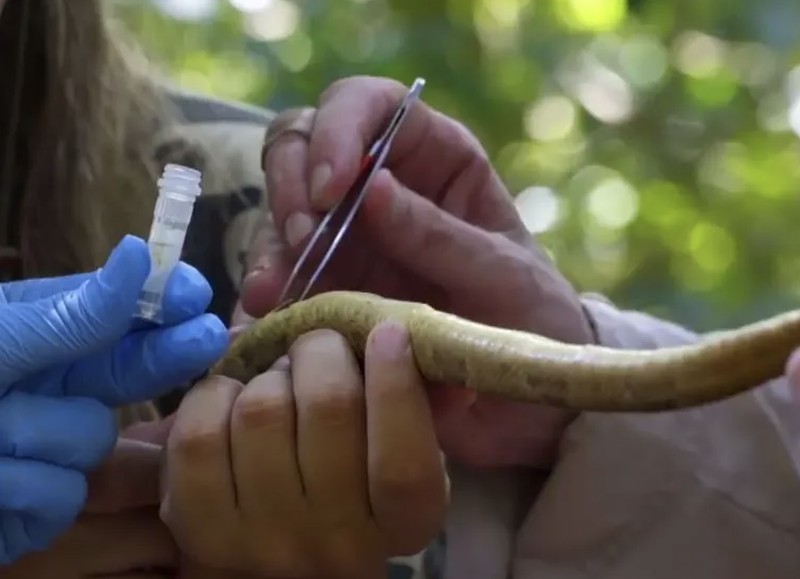 Pulau ular di Brasil
