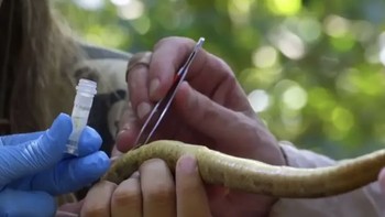 Para peneliti memperkirakan antara 2.000 dan 4.000 ular kepala tombak emas hidup di Pulau Ular. Dikutip detikINET dari Live Science, hewan ini belum ditemukan di tempat lain di dunia dan terdaftar sebagai spesies yang terancam punah. Foto: Wikimedia