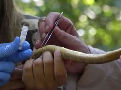 Potret Pulau Ular Misterius, Terlarang Karena Berbahaya