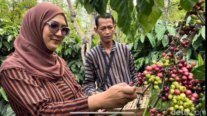 Warga Desa Bangelan Malang mulai memetik kopi, jelang panen raya kopi robusta.