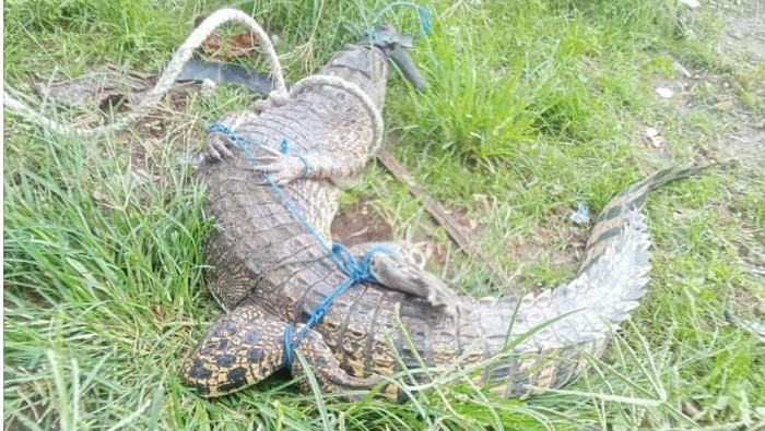 Warga menangkap buaya 2 meter di Mamuju Tengah.