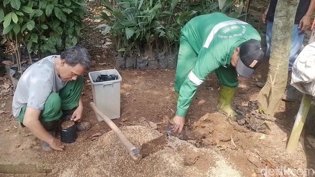 Agrowisata Cagar Buah Condet, budidaya salak condet dan duku condet, di Condet, Jakarta Timur