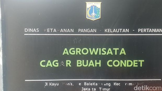 Agrowisata Cagar Buah Condet, budidaya salak condet dan duku condet, di Condet, Jakarta Timur