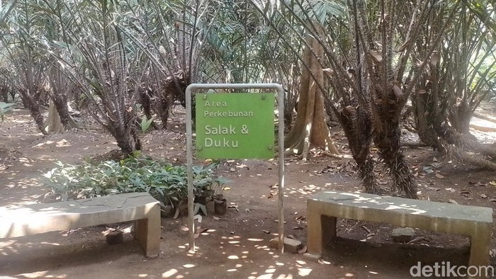 Agrowisata Cagar Buah Condet, budidaya salak condet dan duku condet, di Condet, Jakarta Timur