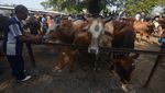 Harga Sapi di Klaten Naik hingga Rp 1 Juta Per Ekor