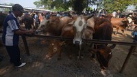 Menurut pedagang, harga jual sapi mengalami kenaikan dari Rp500 ribu hingga Rp1 juta per ekor tergantung usia, jenis dan beratnya.