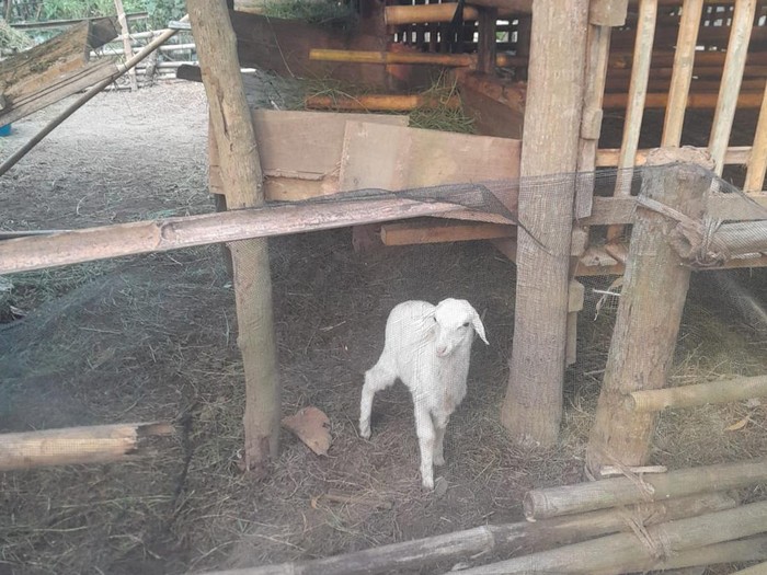 Kandang lokasi pencurian belasan ekor domba di Ngepet, Srigading, Kapanewon Sanden, Bantul. Tampak di kandang itu hanya menyisakan seekor cempe, Rabu (29/5/2024).