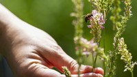Seiring berjalannya waktu, manusia semakin mengenali serangga – sebuah tujuan utama dari proyek sains warga, yang tidak bertujuan untuk memberikan pemantauan ilmiah yang tepat namun dapat memberikan informasi kepada peneliti tentang tren dan wawasan yang tidak terduga.