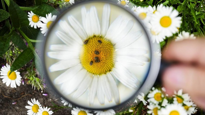 Adrian Hirschmueller of the environment organization Nature And Biodiversity Conservation Union, or NABU, shows the counting of beetles on a flower through a magnifying glass during on a small green space during a meeting with the Associated Press ahead of the start of the Citizen-Science-Projekts 
