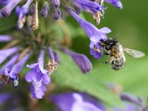Apa Jadinya Jika Serangga Tak Ada di Bumi?