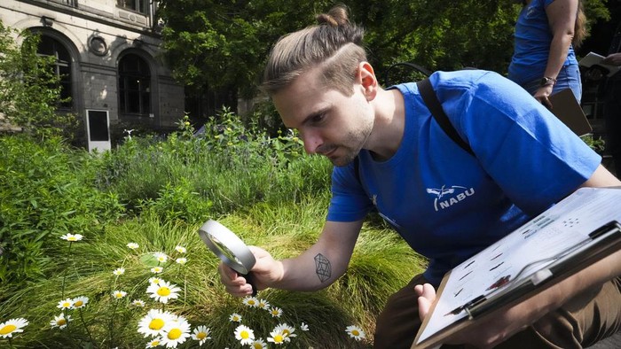 Melihat Penghitungan Serangga Musim Panas di Jerman Adrian Hirschmueller of the environment organization Nature And Biodiversity Conservation Union, or NABU, shows the counting of beetles on a flower through a magnifying glass during on a small green space during a meeting with the Associated Press ahead of the start of the Citizen-Science-Projekts