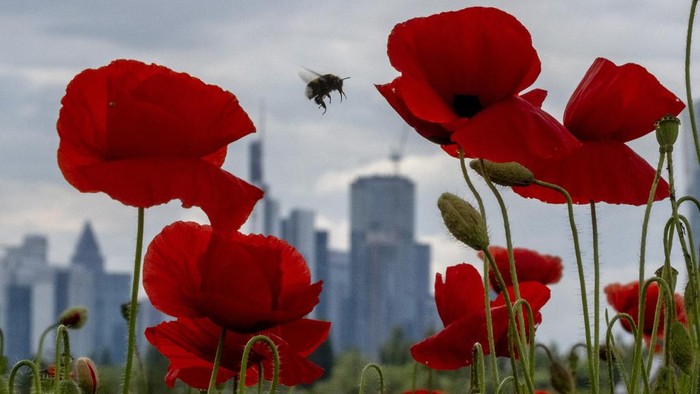 A bumblebee flies between poppy flowers near the buildings of the banking district in Frankfurt, Germany, Friday, May 24, 2024. The Nature And Biodiversity Conservation Union, or NABU, invited people to spend an hour counting the insects they see in a 10-meter radius (33-foot) radius and report what they see to NABU. The Citizen-Science-Projekts named 