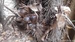 Melihat Salak Khas Jakarta yang Langka di Cagar Buah Condet