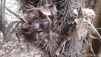 Terpikir sejenak buah salak yang belum matang maksimal pasti memiliki rasa yang super asam dengan rasa pahit dan kesat. Tapi ternyata saya dicoba rasa Salak Condet yang belum matang maksimal itu memiliki rasa yang dominan manis.
