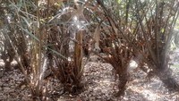 Di Cagar Buah Condet terdapat ribuan pohon salak dan beberapa pohon salak di sini telah berumur puluhan tahun. Kebun yang luasnya kurang lebih 3,5 hektar itu tak hanya ditanami pohon salak saja tetapi terdapat beberapa pohon lainnya seperti Duku Condet (yang sama-sama buah khas Jakarta), pohon buah kecapi, durian, alpukat, buni, dan masih banyak lainnya. Tentunya yang menjadi fokus agrowisata ini adalah Pohon Salak Condet dan Duku Condet, kedua buah ini merupakan buah endemik yang hanya ada di Kota Jakarta. Menyoal rasa, memang Salak Condet ini memiliki rasa unik dan berbeda dengan jenis salak lainnya.