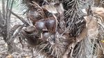 Melihat Salak Khas Jakarta yang Langka di Cagar Buah Condet