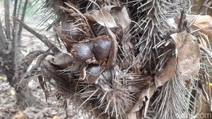 Cagar Buah Condet