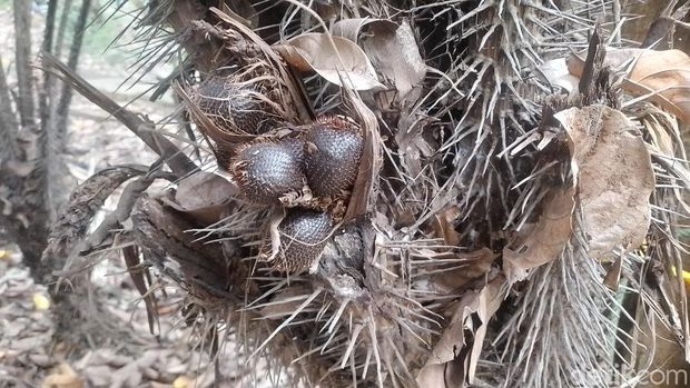 Salak Condet saat ini memang sudah suliy untuk ditemui di pasar-pasar, tak seperti jenis salak lainnya seperti salak pondoh. Pusat budidaya Salak Condet pun satu-satunya hanya terdapat di Kelurahan Balekambang, Kecamatan Kramat Jati, Jakarta Timur.