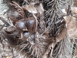 Cagar Buah Condet Cagar Buah Condet