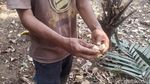 Melihat Salak Khas Jakarta yang Langka di Cagar Buah Condet