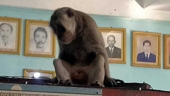Monyet yang kerap mengganggu siswa dan guru di MI Walisongo, Gresik.