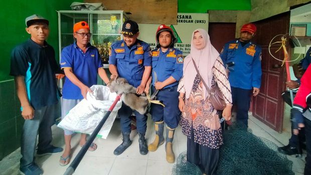 Monyet yang kerap mengganggu siswa dan guru di MI Walisongo, Gresik.