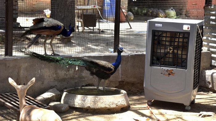 A Chinkara gazelle and peacocks rest in front of a desert cooler to beat the heat on a hot summer day in Bikaner, in the Indian western state of Rajasthan, Thursday, May 23, 2024. (AP Photo/Dinesh Gupta)