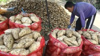 Menurut petani pada musim panen raya pertama tahun ini mereka bisa menikmati keuntungan karena harga ubi jalar di pasaran naik dari Rp 3.500 menjadi Rp 5.500 per kilogram.