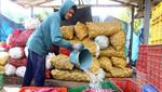 Senangnya Panen Ubi Jalar di Malang