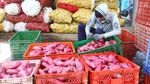 Senangnya Panen Ubi Jalar di Malang