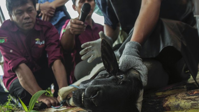 Pelatihan penyembelihan hewan kurban Petugas Dinas Ketahanan Pangan, Pertanian dan Perikanan Kota Sukabumi memberikan pelatihan penyembelihan hewan kurban di Islamic Centre Kota Sukabumi, Jawa Barat, Rabu (29/5/2024). Kegiatan yang diikuti 80 pengurus mesjid dan panitia kurban tersebut dilakukan untuk memberi pemahaman tentang cara penyembelihan yang sesuai dengan aturan medis dan syariat Islam. ANTARA FOTO/Henry Purba/agr/wpa.